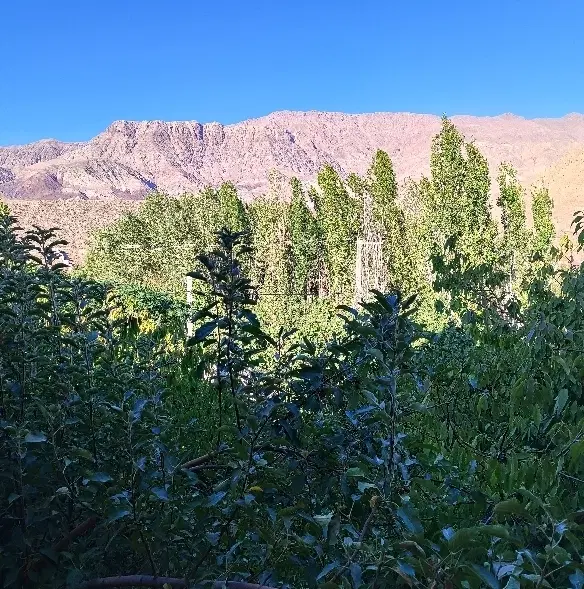 ۵۰ قصب باغ با درختان ثمری و آب چشمه