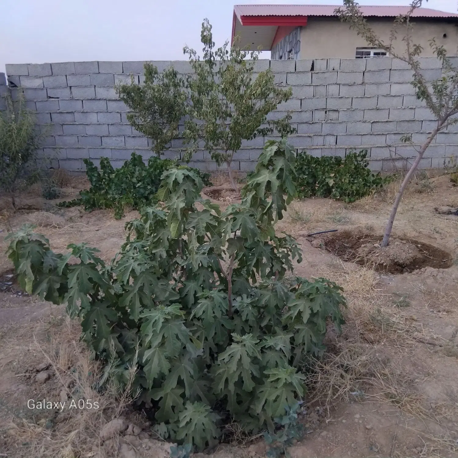 باغ ویلایی