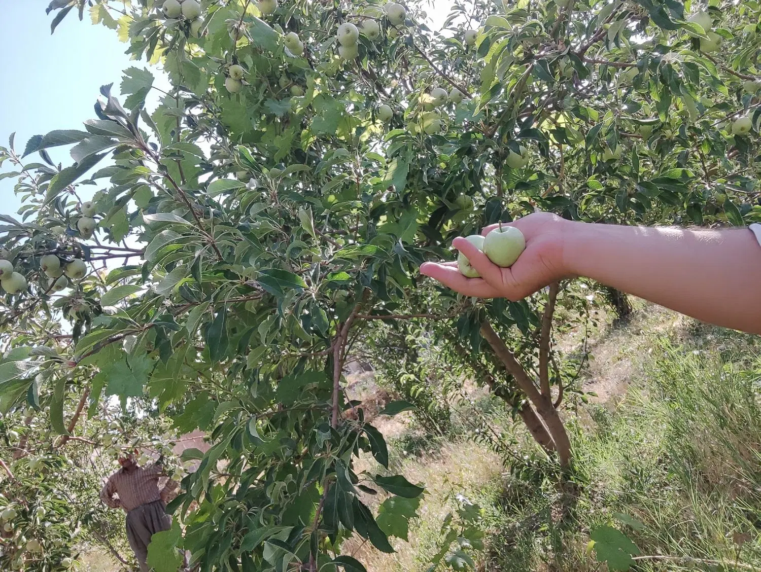 زمین مسکونی و باغی