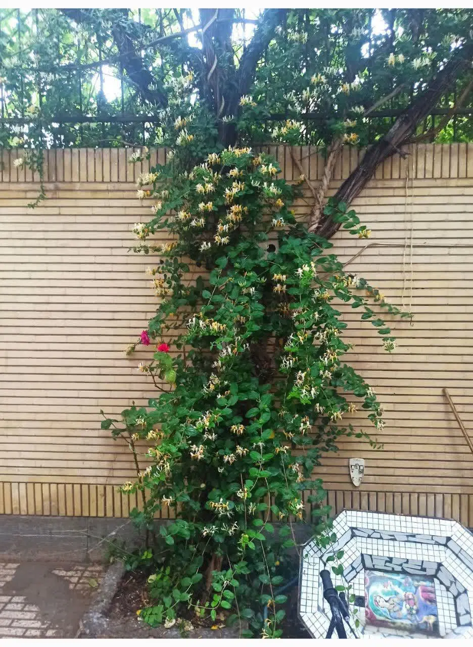 منزل ویلایی
