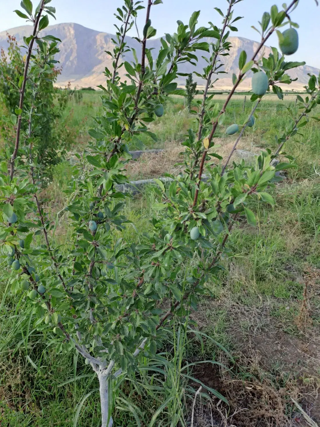زمین باغی