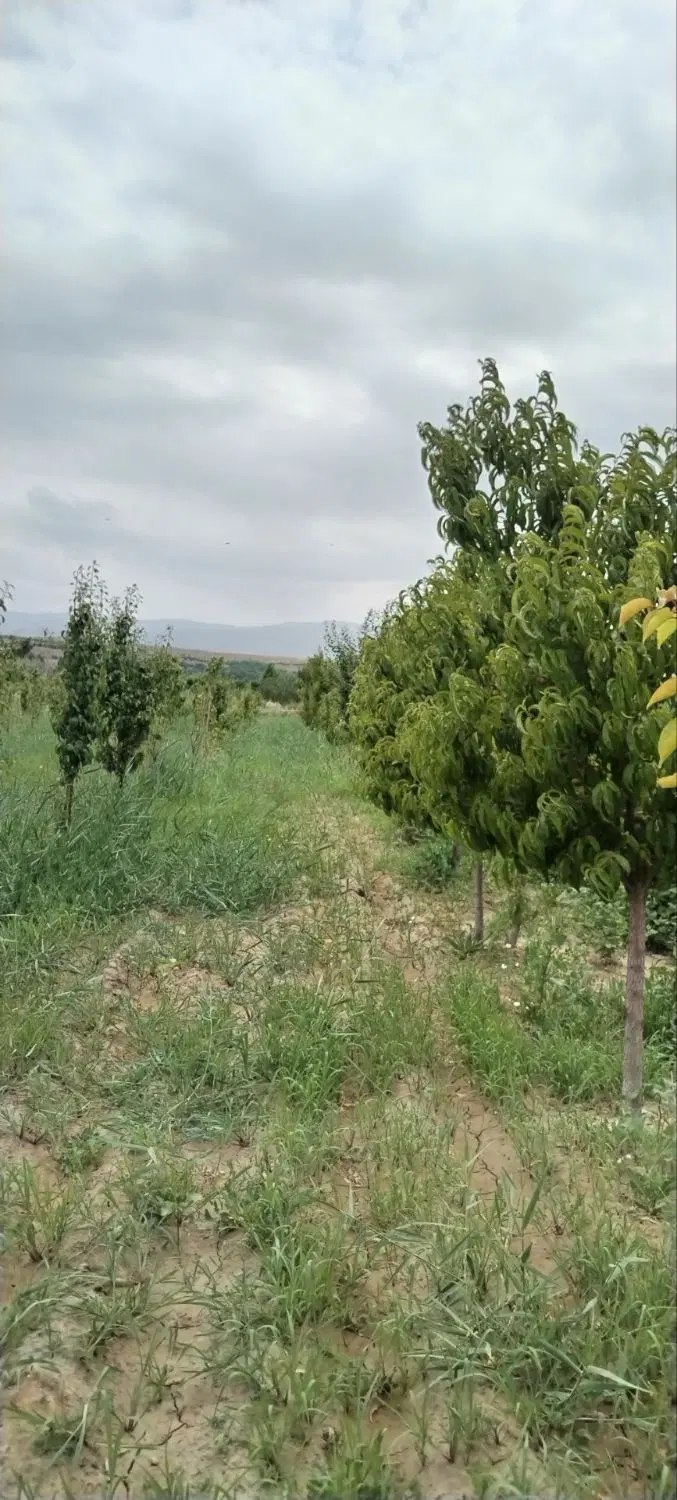 زمین