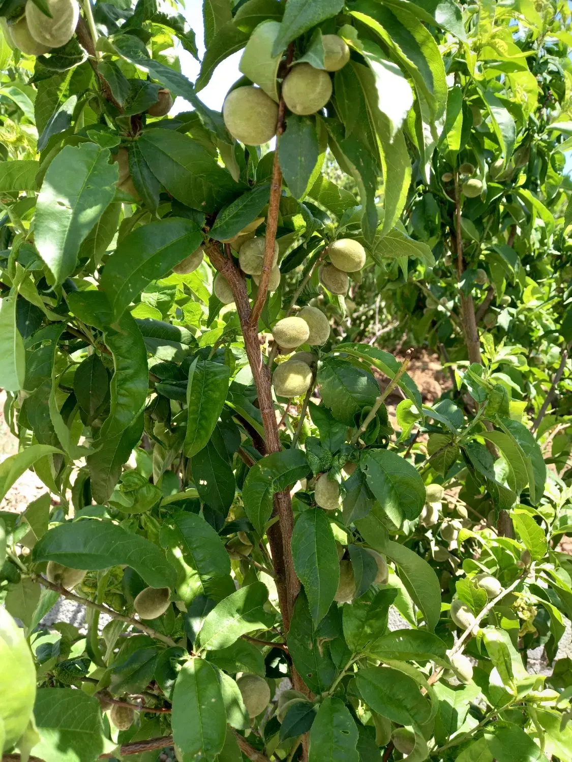 باغچه در پیشک دوم