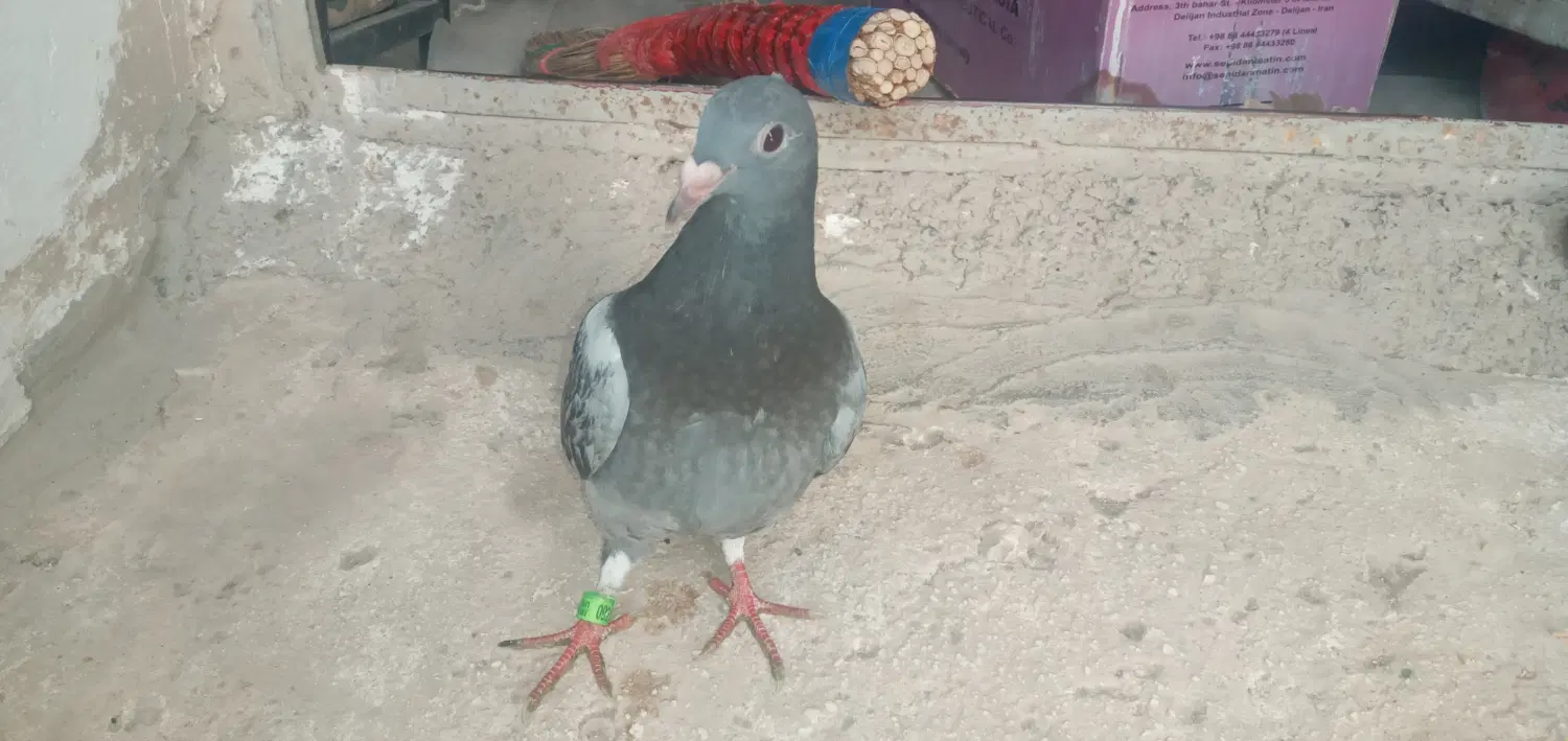 زمین