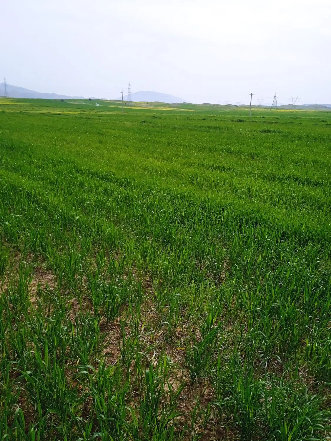 زمین کشاورزی
