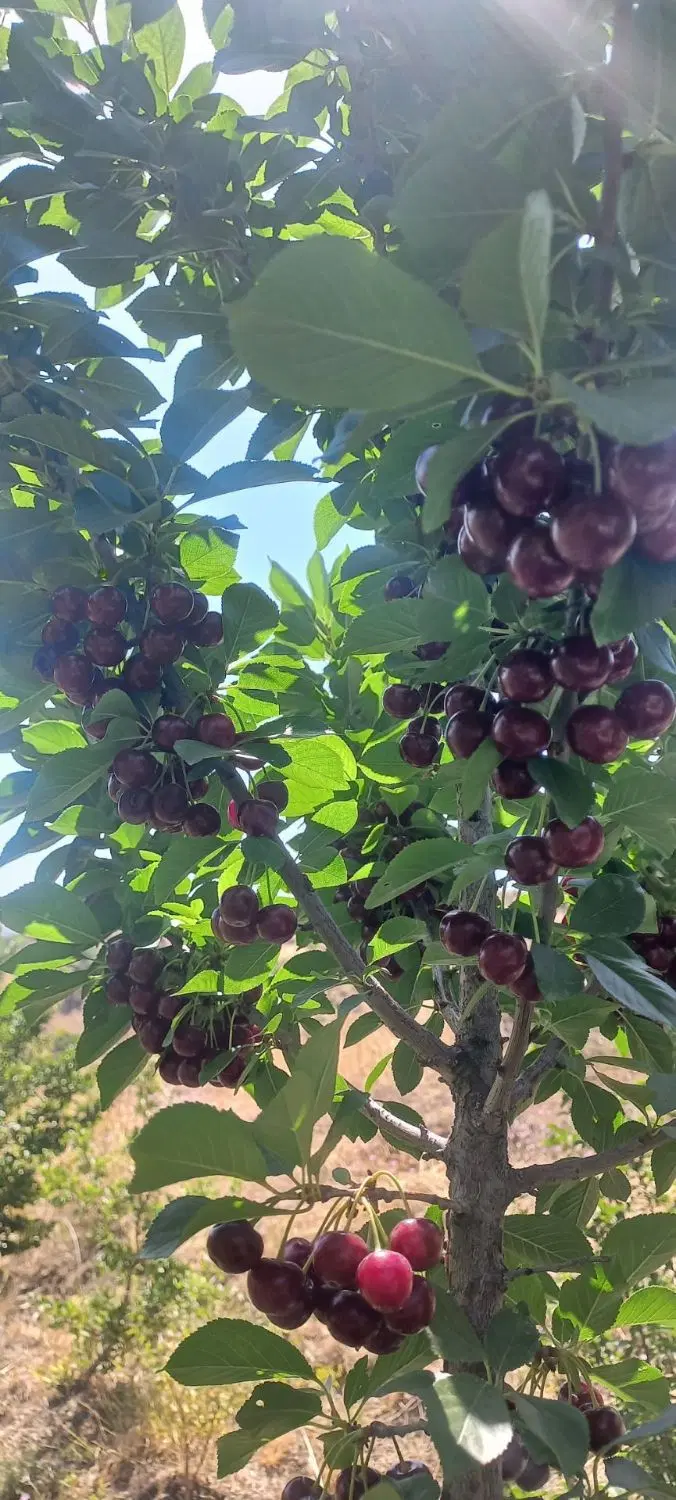 باغ و خانه باغ