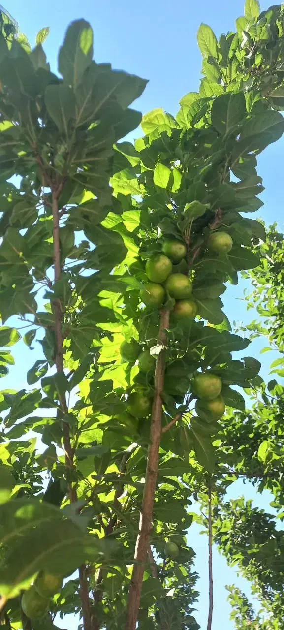 باغ با سند تک برگ وخانه وگاوداری