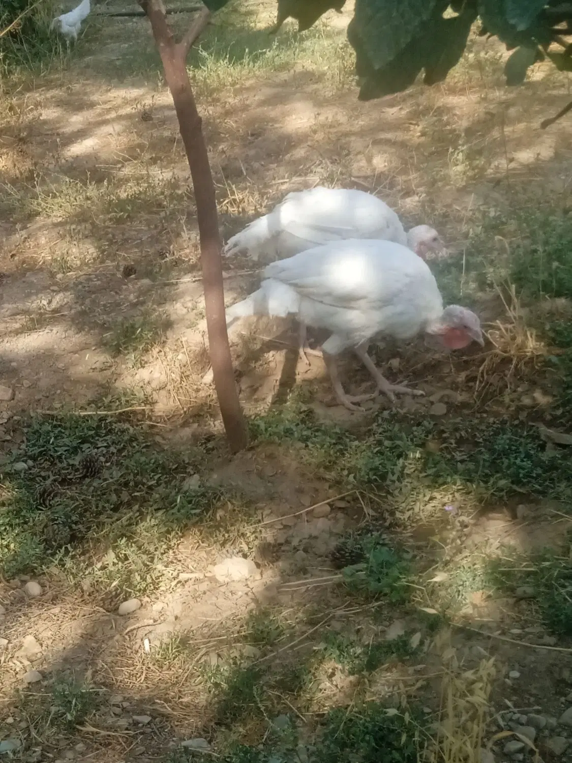 اجاره باغ خانه