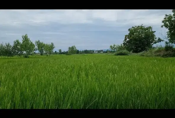 زمین کشاورزی به مساحت ۲۰۰۰ متر