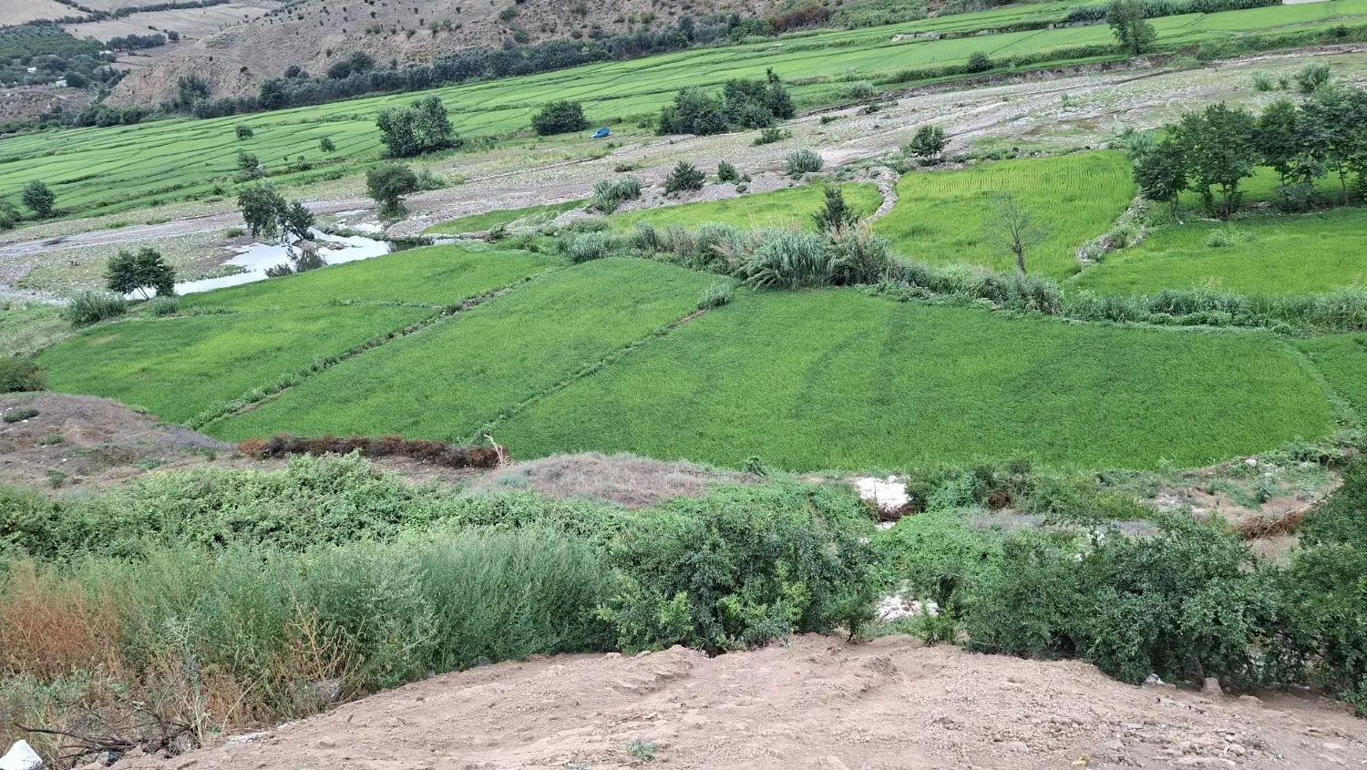 برنجزار