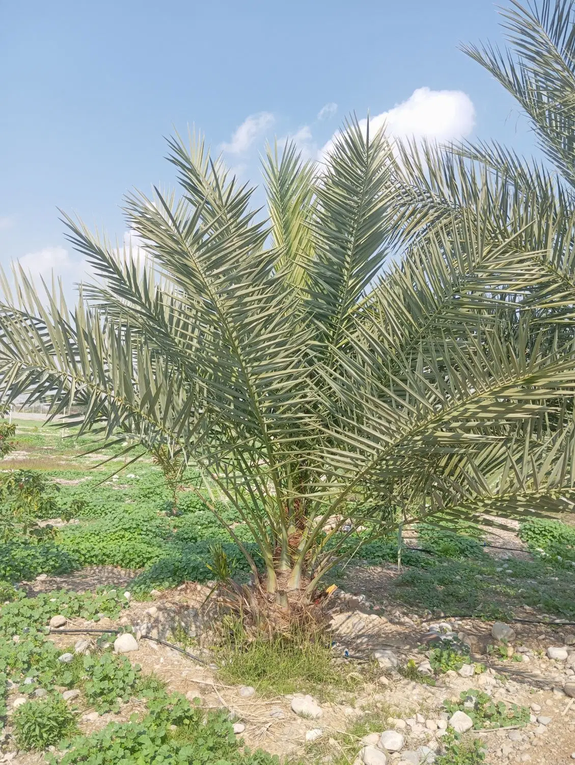 زمین سرخون