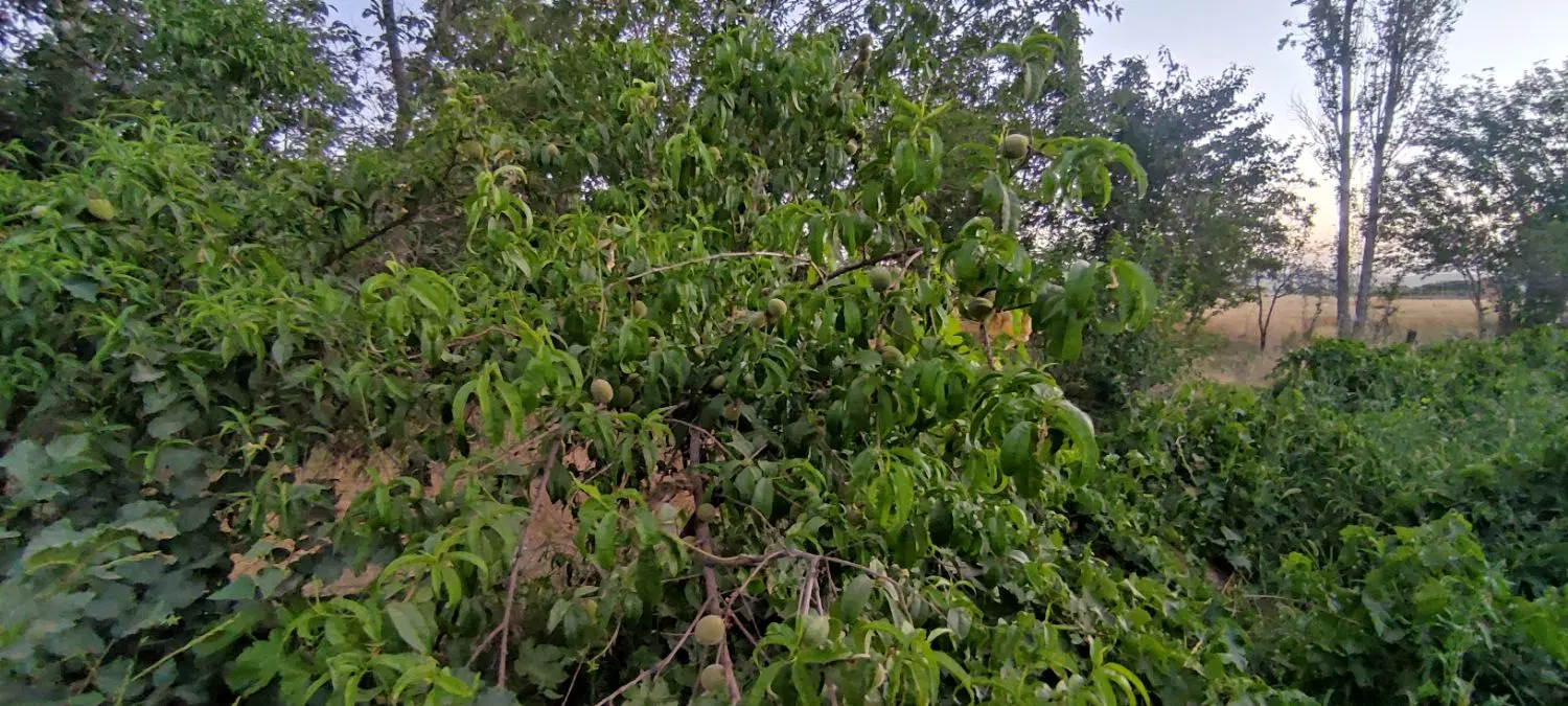 باغ انگوری همراه آب معروف چاه عمیق
