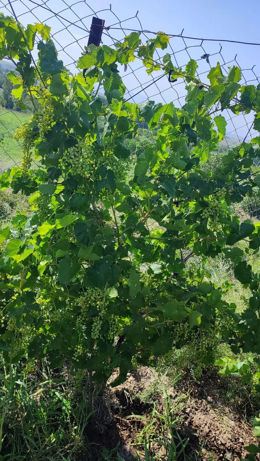 باغ میوه و انگور در ارجق مشگین