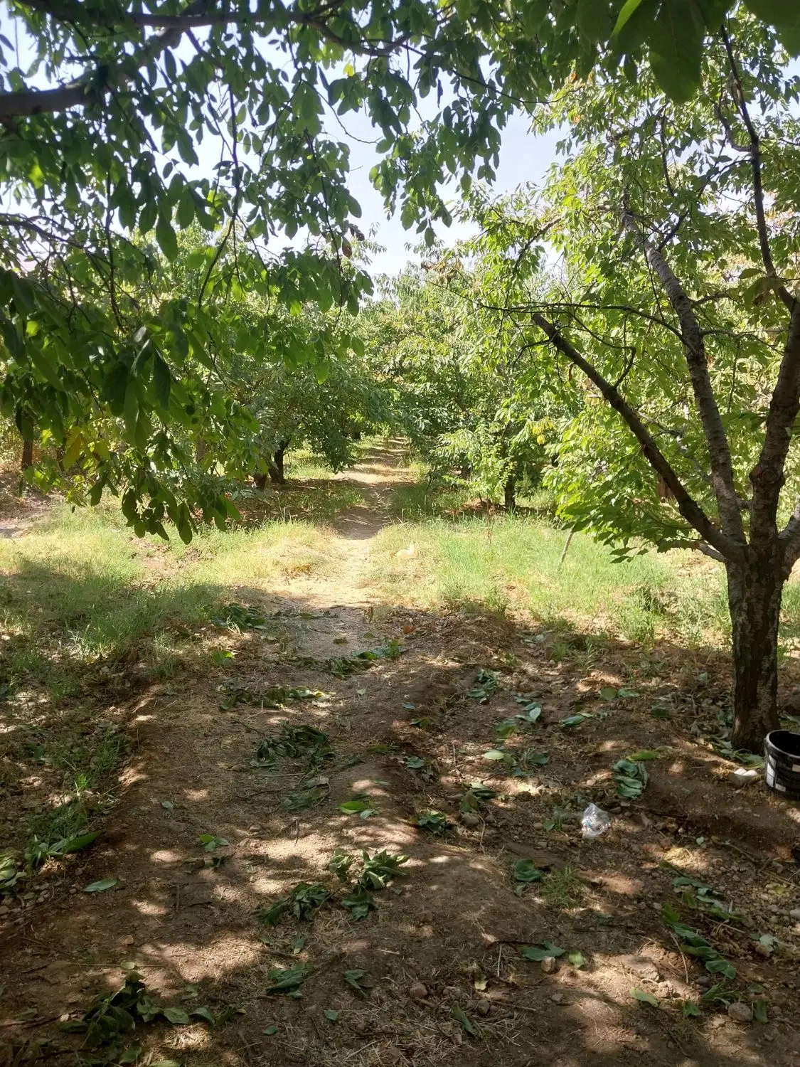 ۲۰۰۰متر باغ ابتدای شهر صحنه