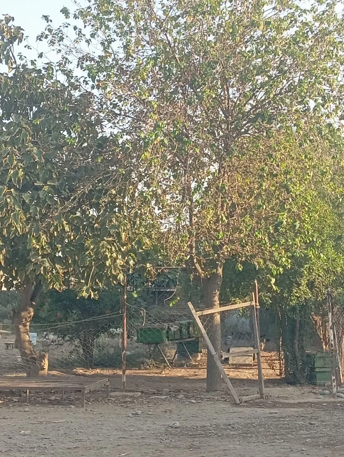 زمین داخل بافت قزلی