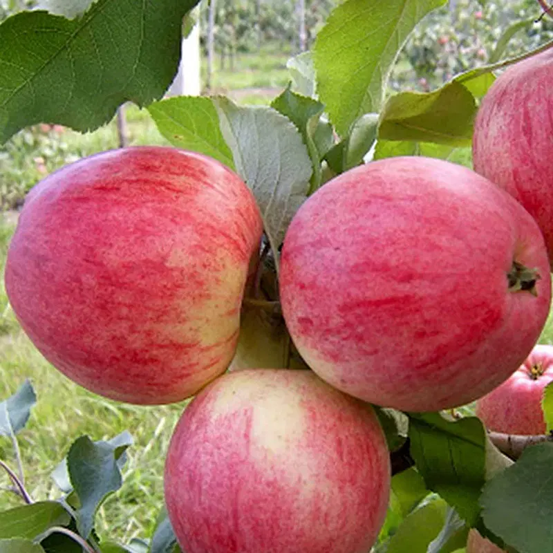 اجاره باغ سیب