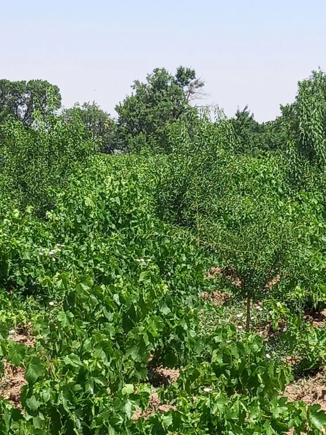 فروش باغ بادام وانگور