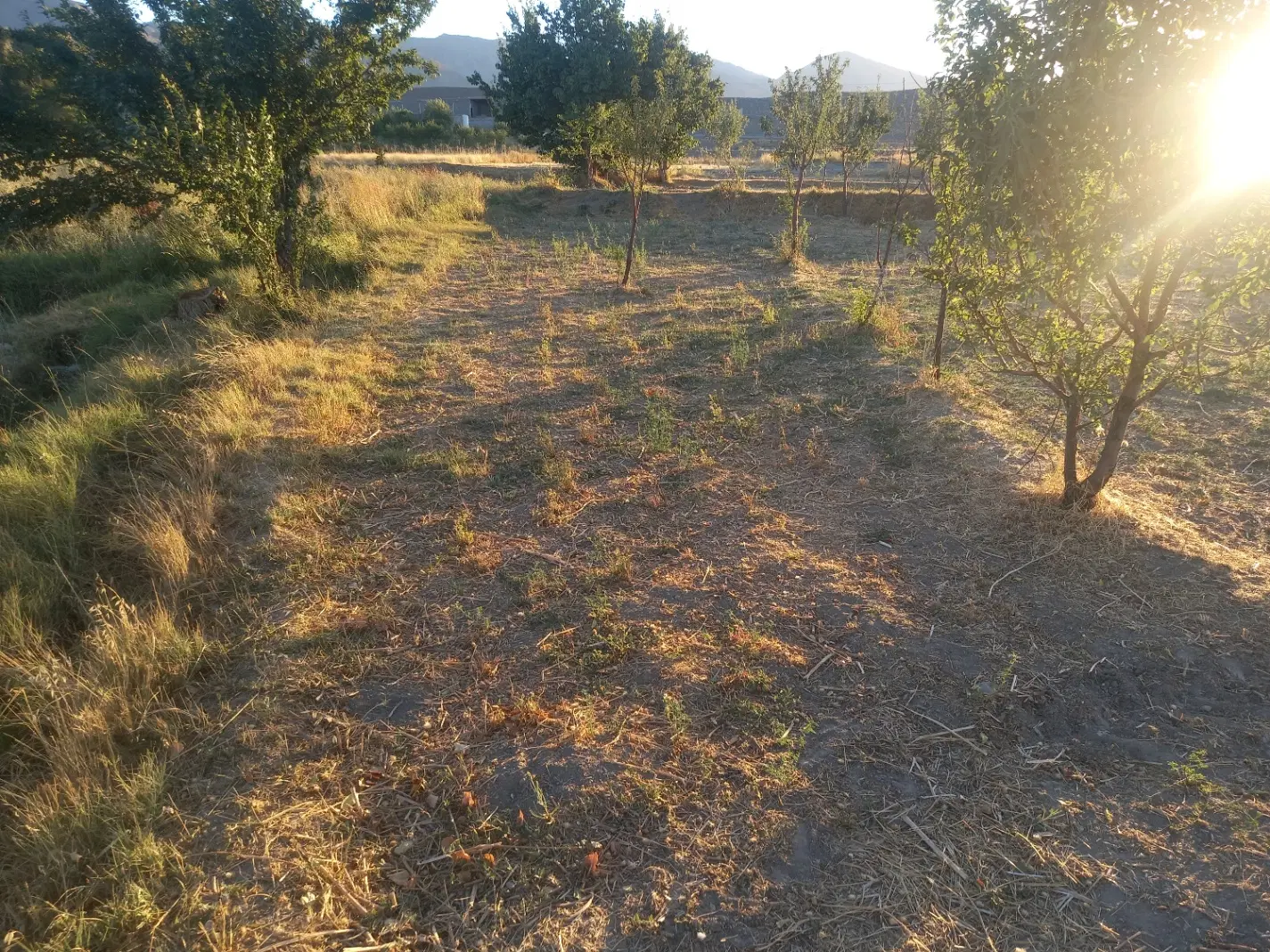 زمین کشاورزی