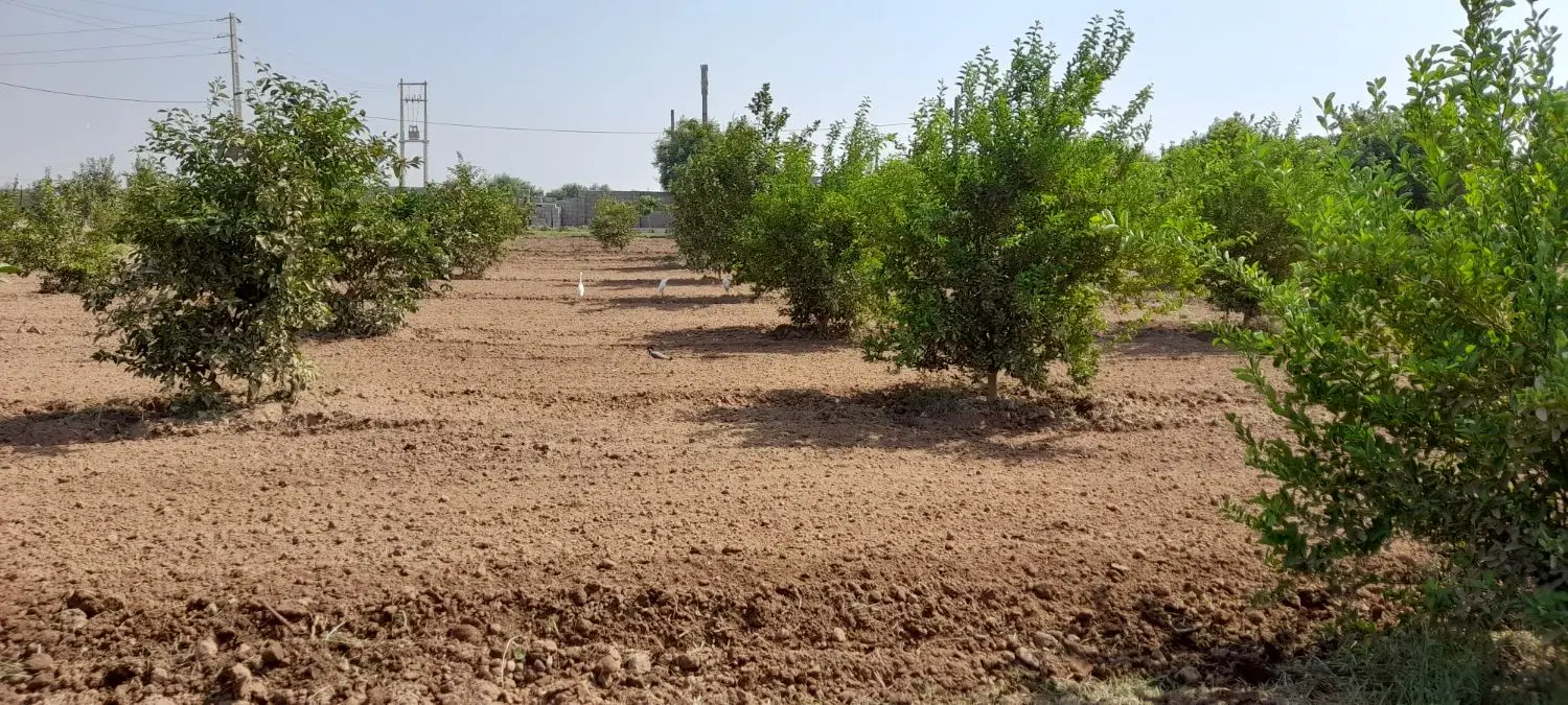 باغچه 1600 متر_ شرف آباد_بنجعفر