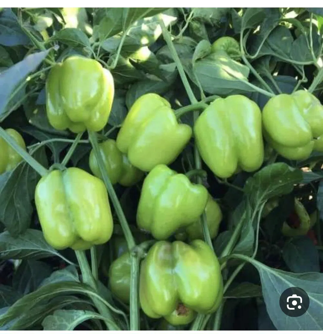اجاره گلخانه 3500 متری
