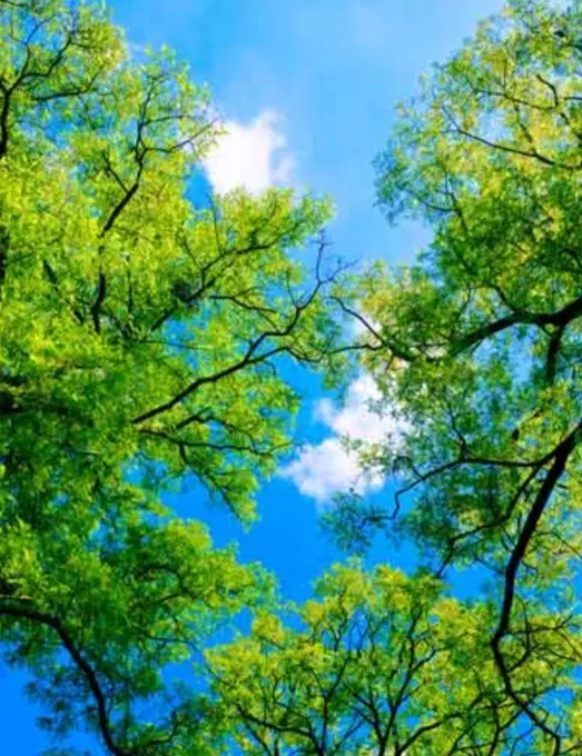 زمین کشاورزی