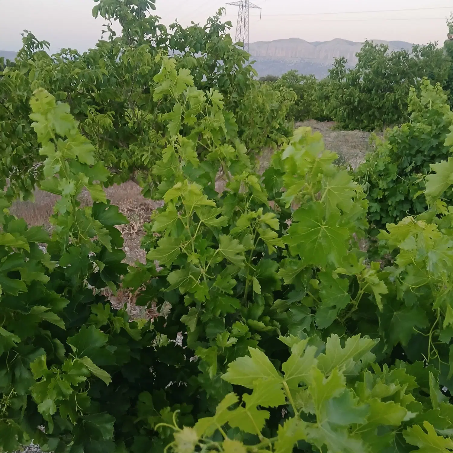 زمین هزار متری دشت ارژن