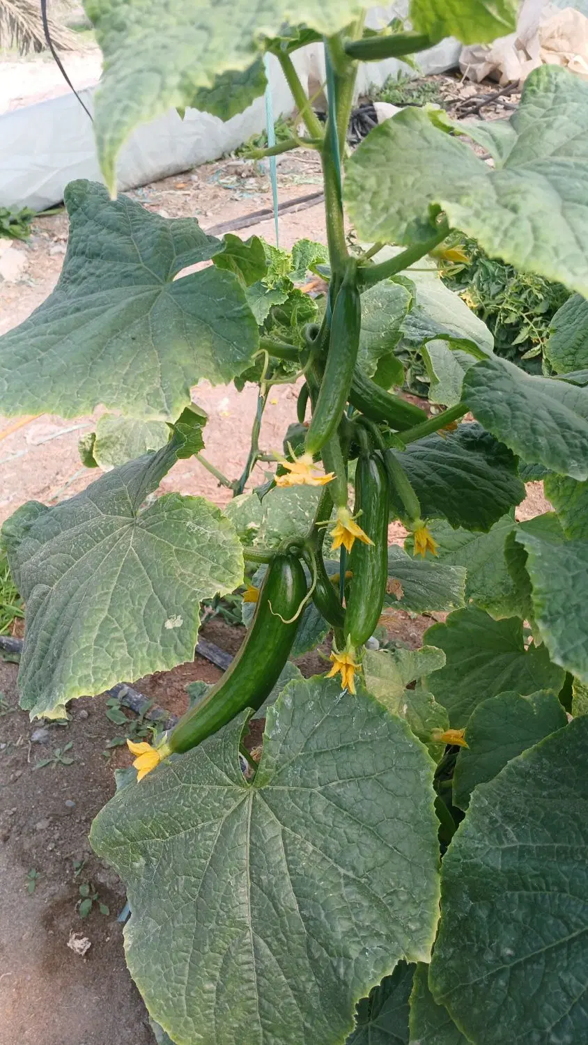 اجاره گلخانه