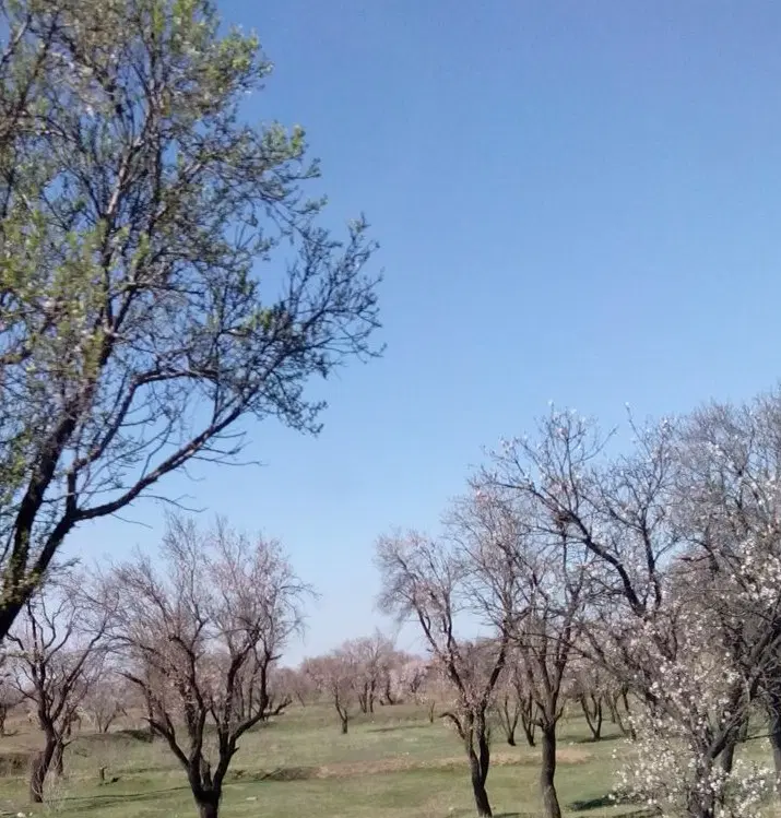 زمین فروشی در چمن سه مهرشهر