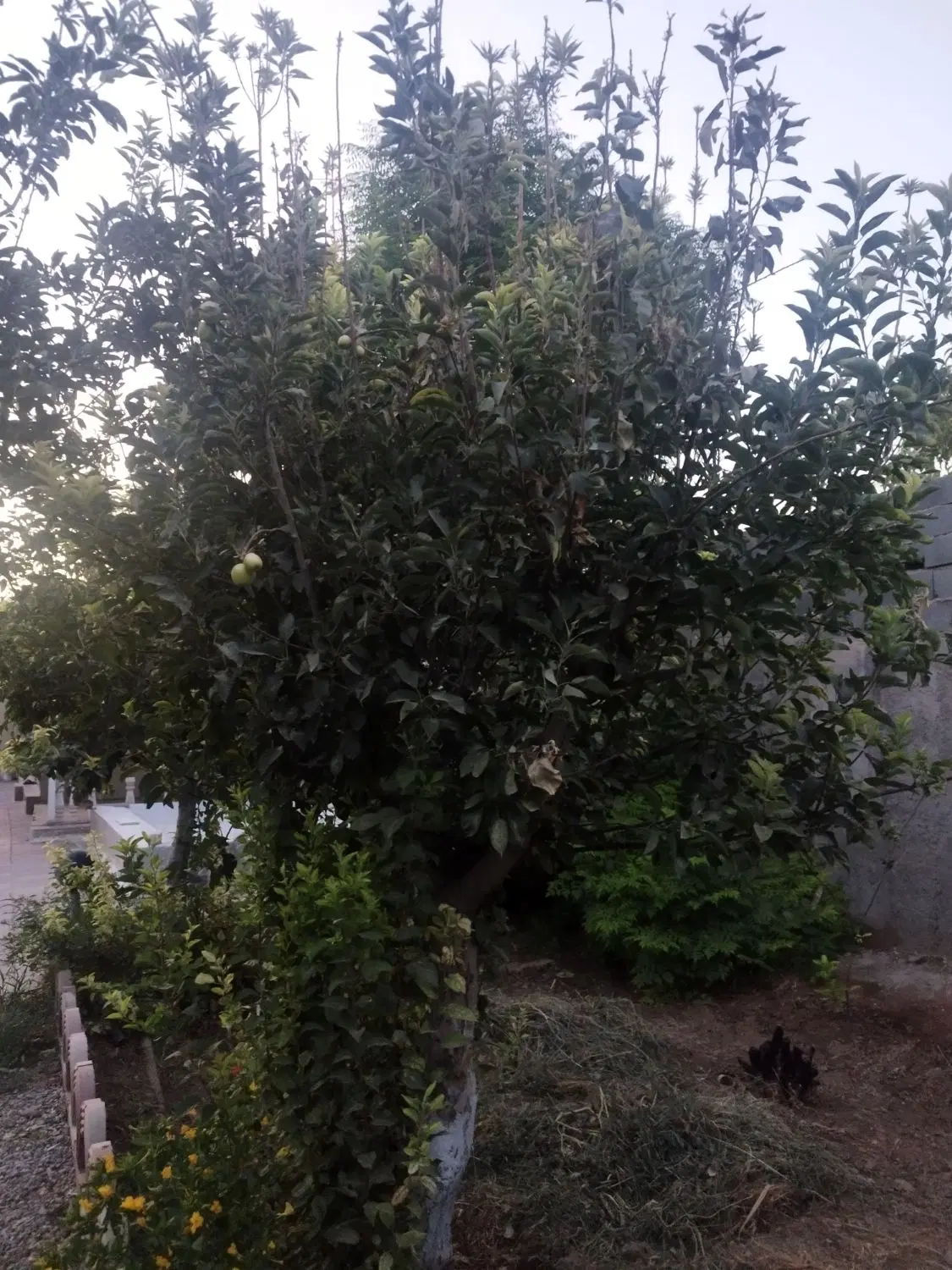 ۸۸۰ متر باغ (یوسف رضا)