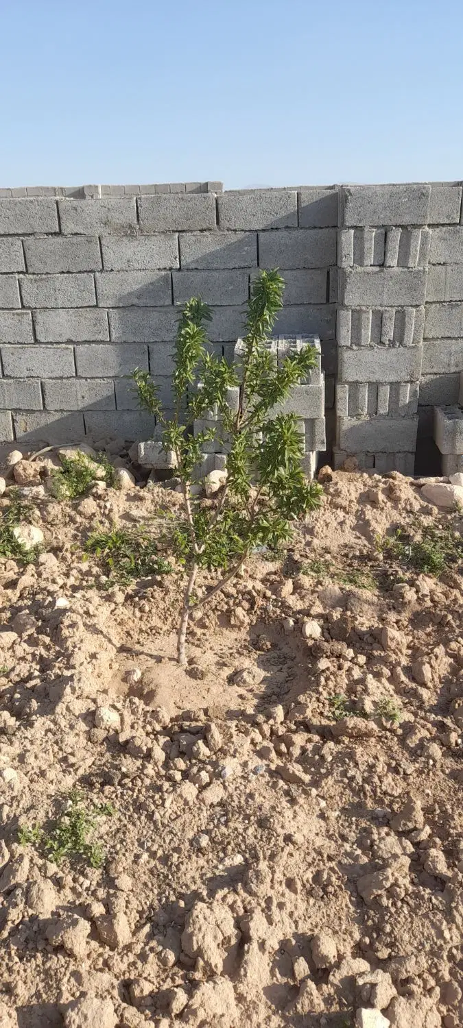 زمین باغ کمرنق شادباد