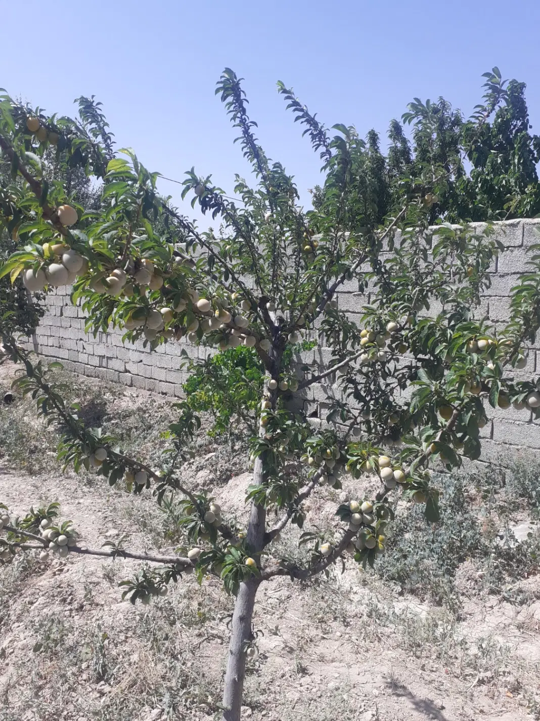 زمین ۴۰۰ متری مناسب ویلا شهرکی با نگهبانی
