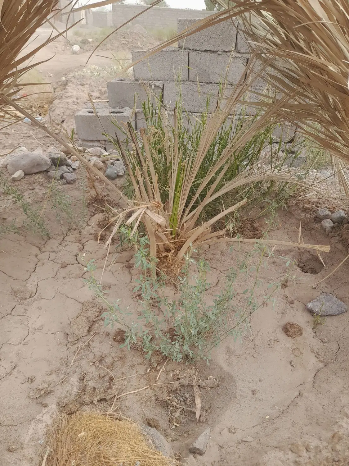 زمین امیراباد