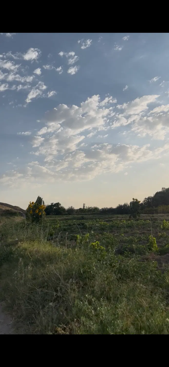 زمین کشاورزی