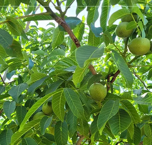 اجاره باغ گردو