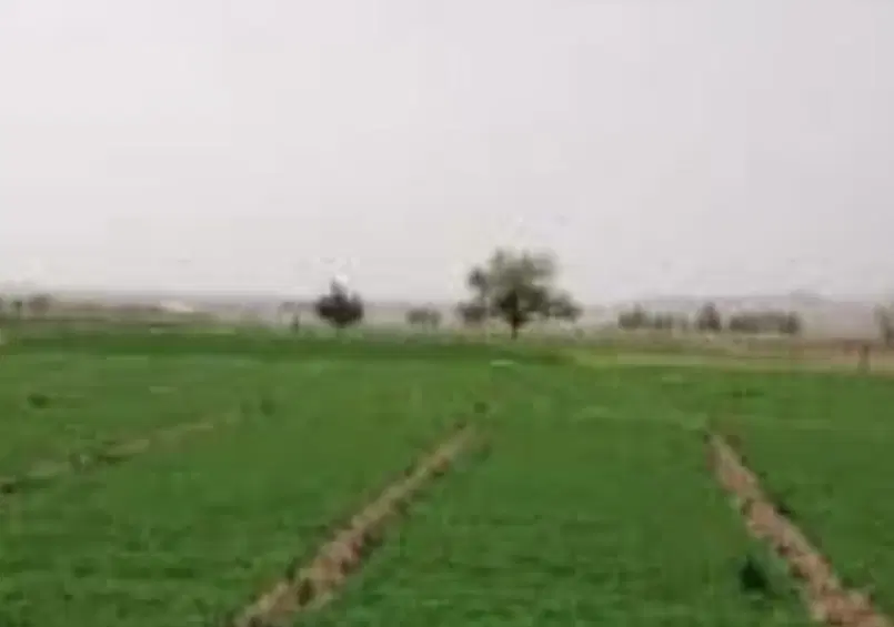اجاره زمین کشاورزی در کالیاو