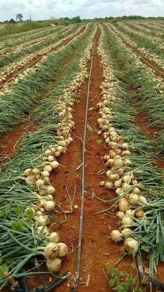 اجاره ۱۰ هکتار زمین کشاورزی