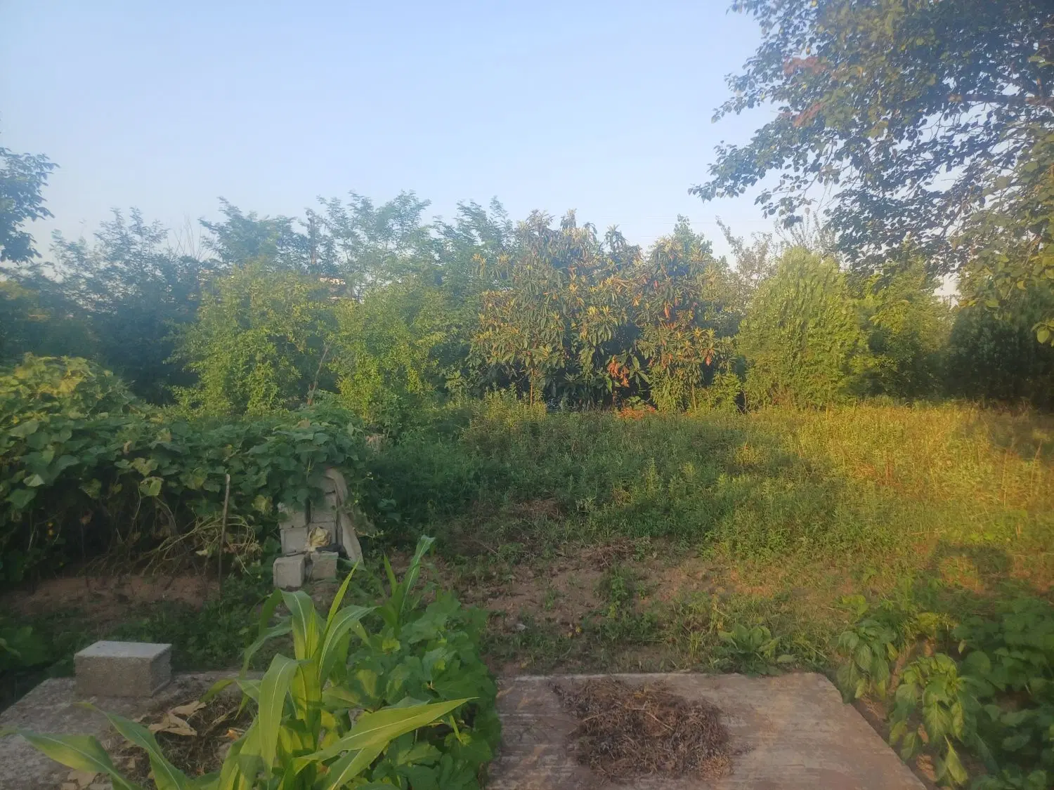 زمین باغ در موقعیت مکانی خوب