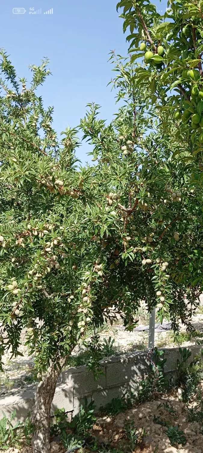 فروش باغ به متراژ ۲۴۰۰ متر در خانزنیان