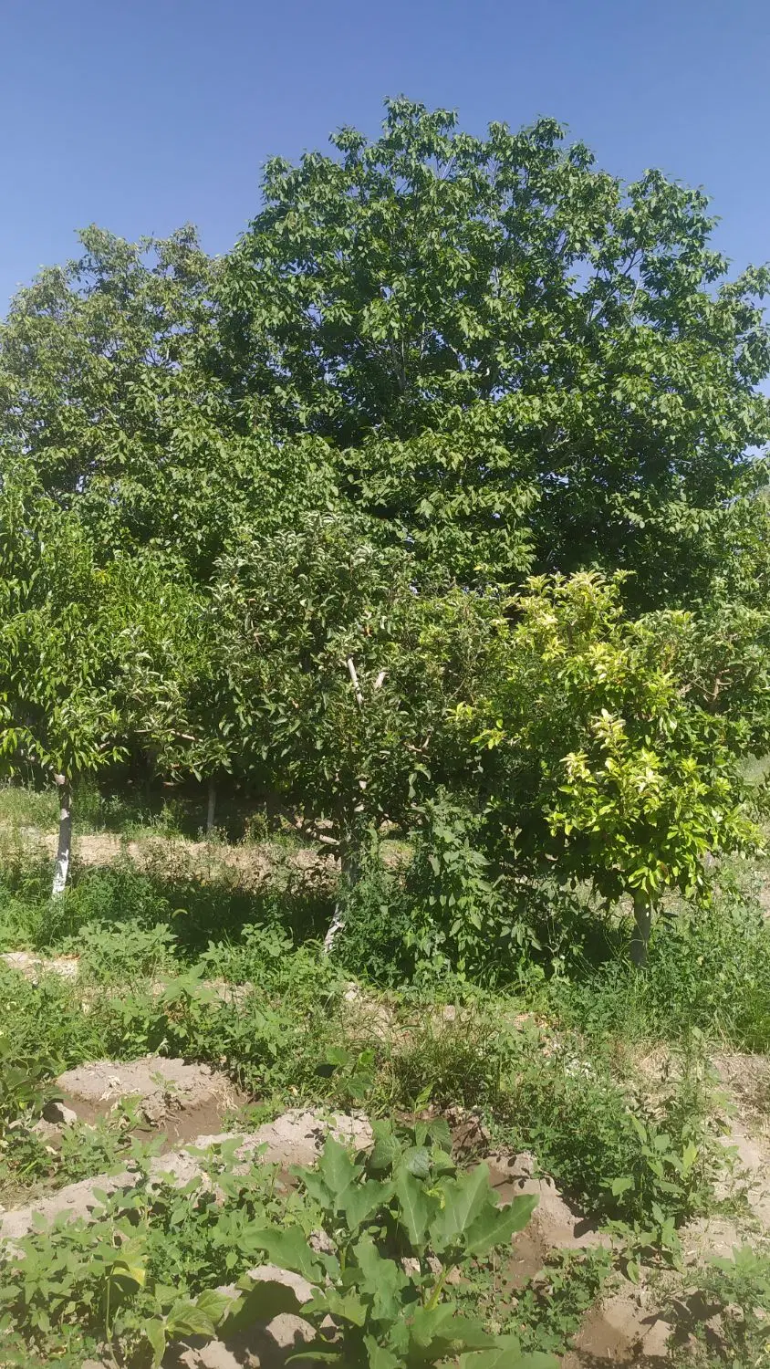 باغ ویلای دوقطعه ۷۵۰متر اردکلو