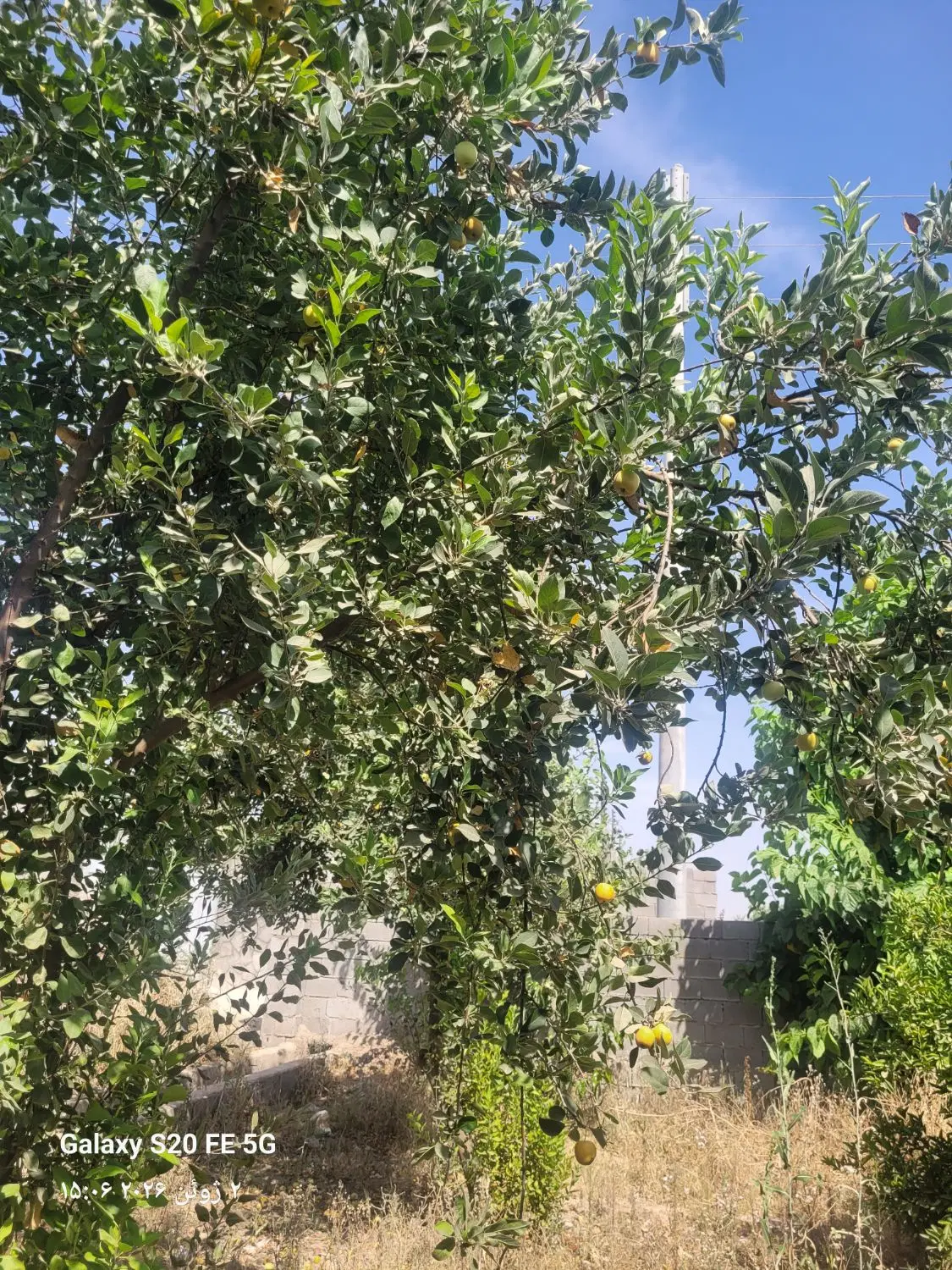 باغ ۱۰۰۰ متر اصلی بنوار شامی