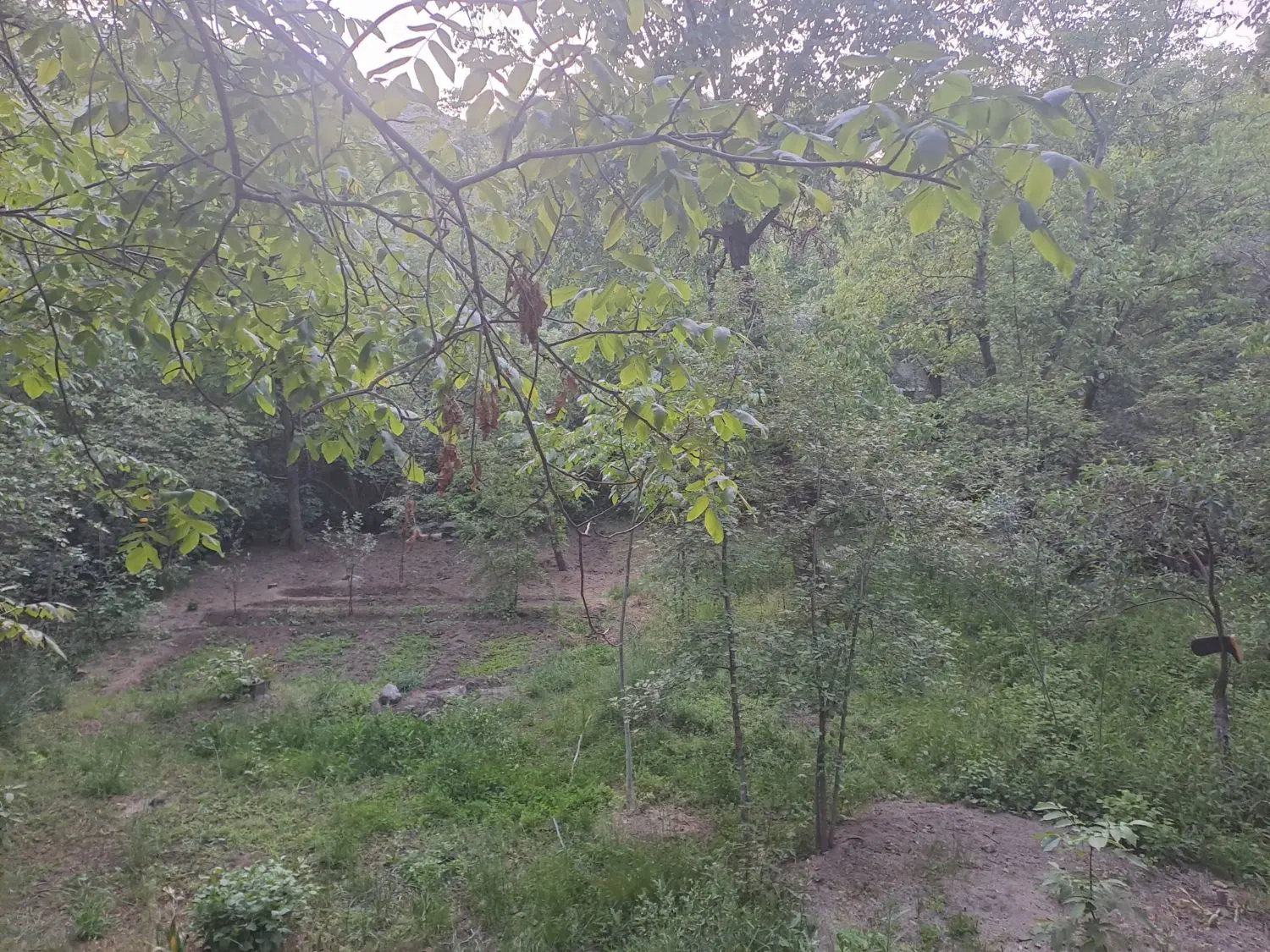 باغ در سرکان