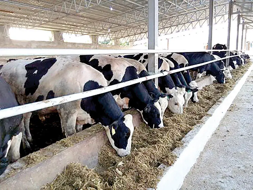 گاوداری ۲۰ هکتاری