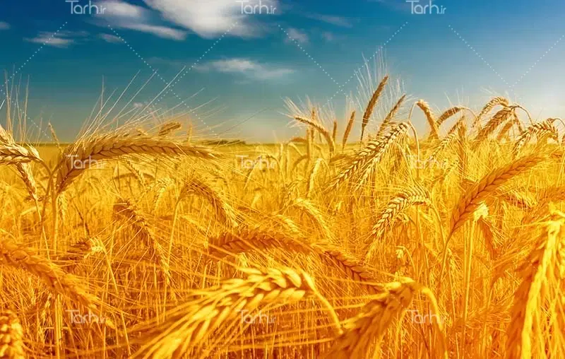 5هکتار زمین کشاورزی دیم