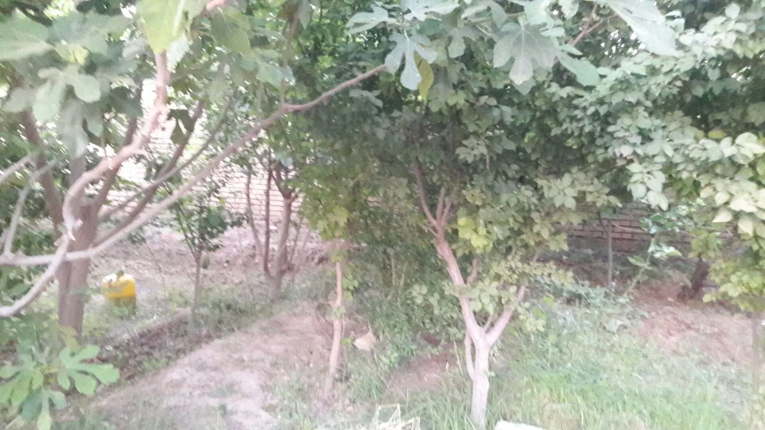 زمین (ابارش)