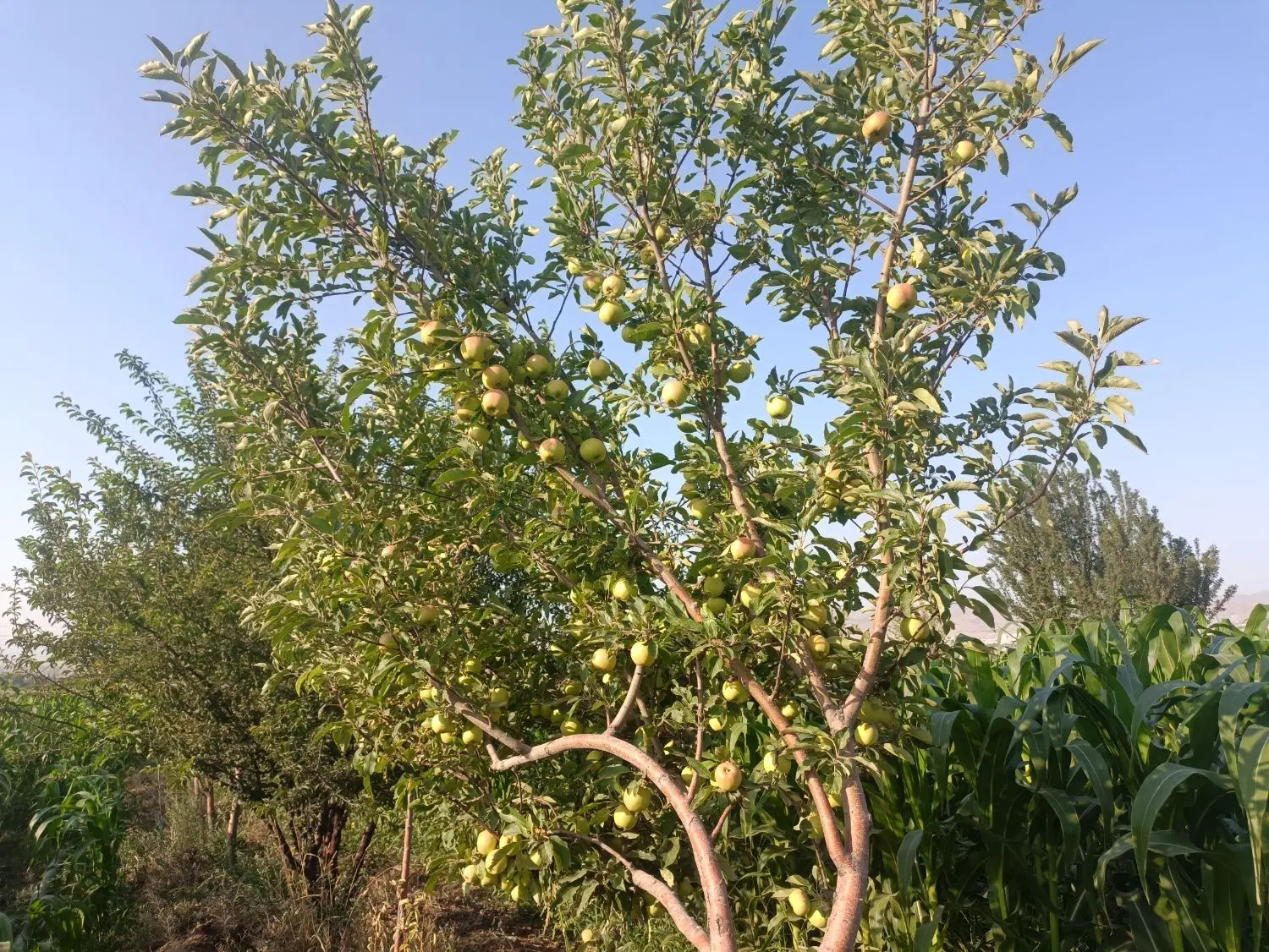 باغ نزدیک به شهر