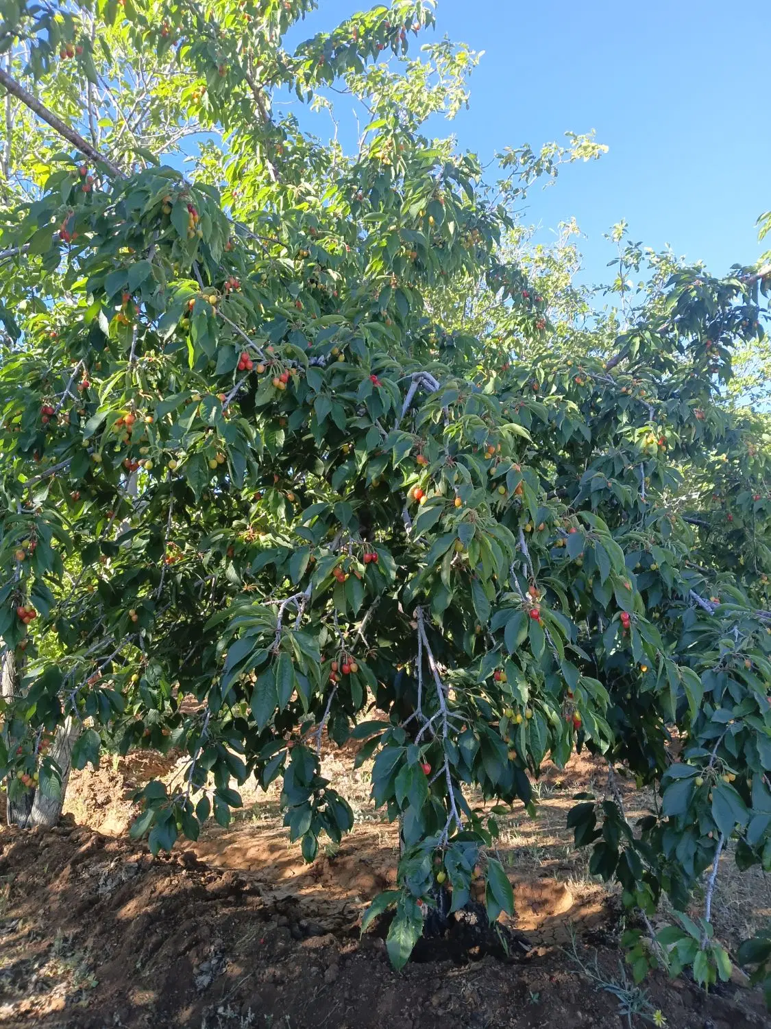 فروش باغچه در فریدونشهر