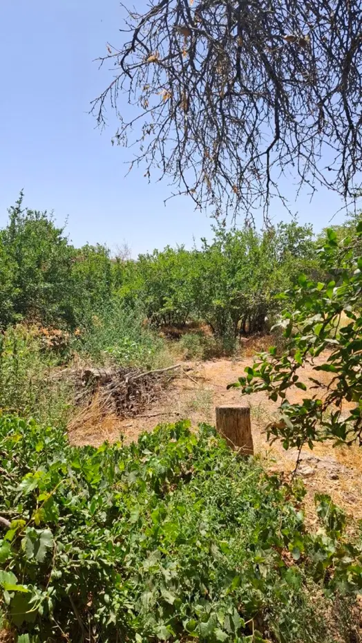 باغ اناری