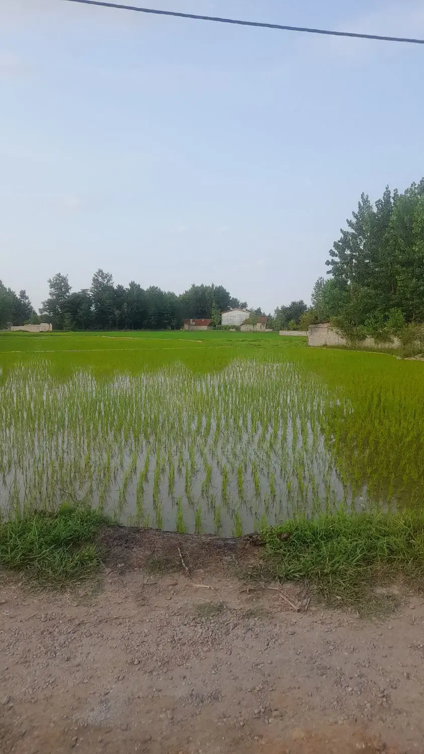 ۴۰۰زمین زراعی داخل طرح رشت به سنگرمناسب پلاک بندی