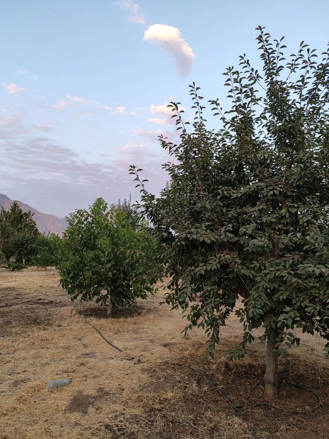 باغ جاده کهریز الهیه