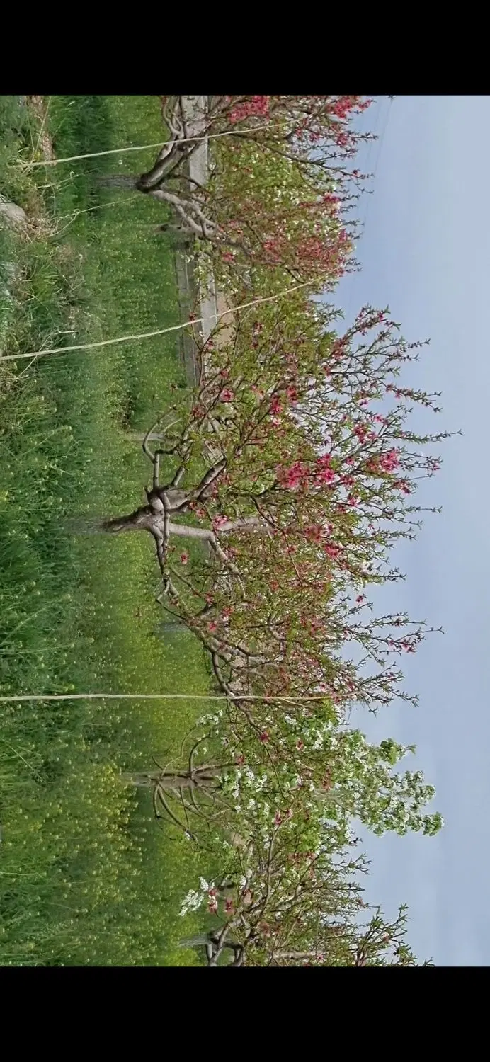 باغ گلابی وبادام